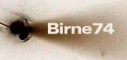 Birne74